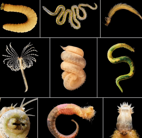 Helminths type