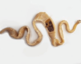 Pork worms