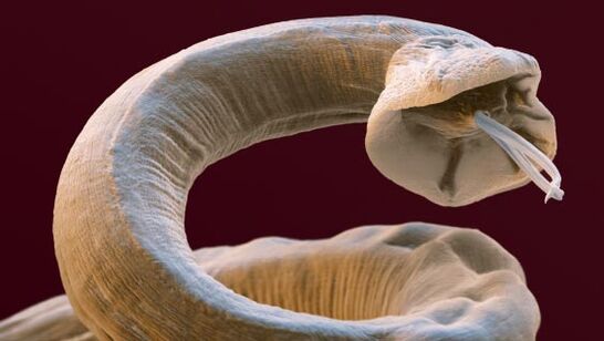 Parasites inside someone