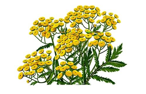 tansy to remove parasites