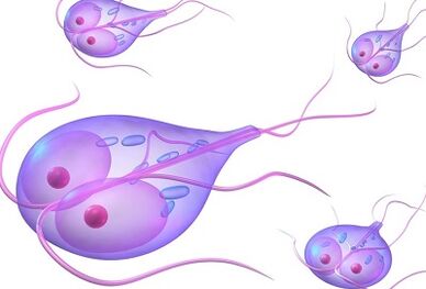 The parasite type in the human body