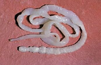 Parasites